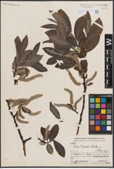 Foto von Salix ernestii C. K. Schneid.